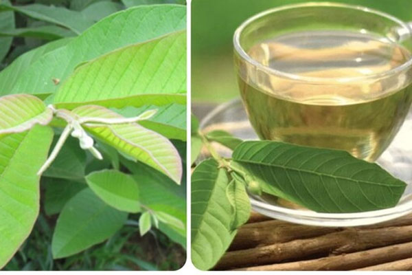 Lá ổi trị được bệnh gì?-2