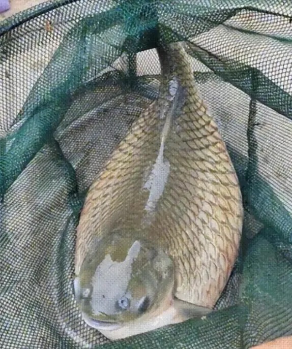 Người phụ nữ bắt được con cá có bụng to bất thường trong ao nhà-1