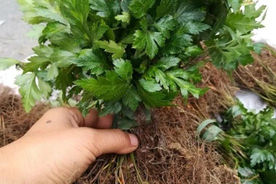 Cây “thiên hạ đệ nhất đắng”, ở Việt Nam mọc đầy, sang nước ngoài thành hàng xa xỉ cực hiếm