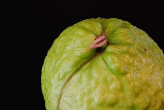 Cách chọn ổi ngon giòn, ngọt lịm qua các dấu hiệu đơn giản-3