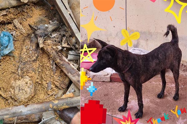 Chú chó cứu hộ ở Làng Nủ sẽ trình diễn tại Triển lãm Quốc phòng quốc tế Việt Nam-8