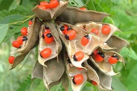 Cây tử thần đắt “cắt cổ”: Hơn 1 triệu/kg, cứ nhai hạt là trúng độc