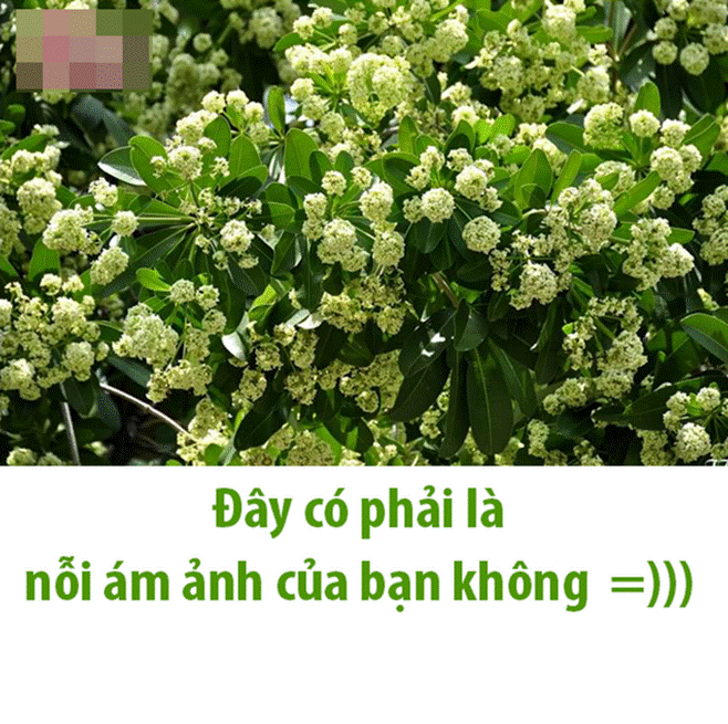 Mùi hoa sữa nồng nàn khiến dân mạng người say đắm, kẻ kêu trời-3