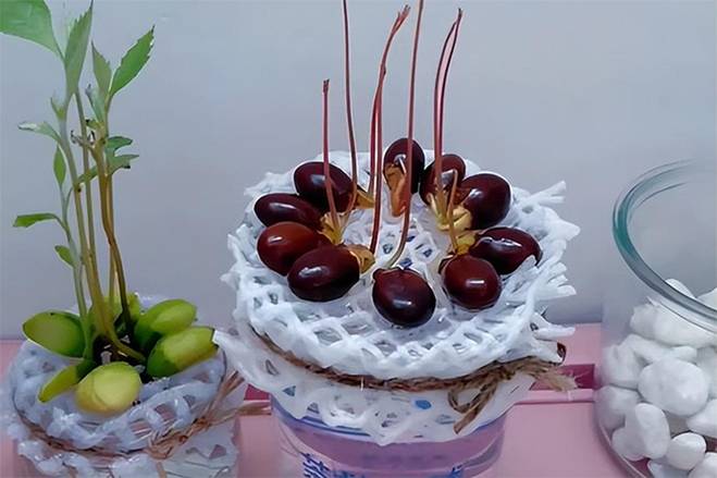 Cách trồng cây cảnh thủy canh bằng hạt sầu riêng, xoài, táo...-4