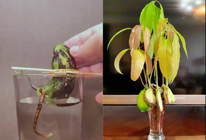 Cách trồng cây cảnh thủy canh bằng hạt sầu riêng, xoài, táo...-5