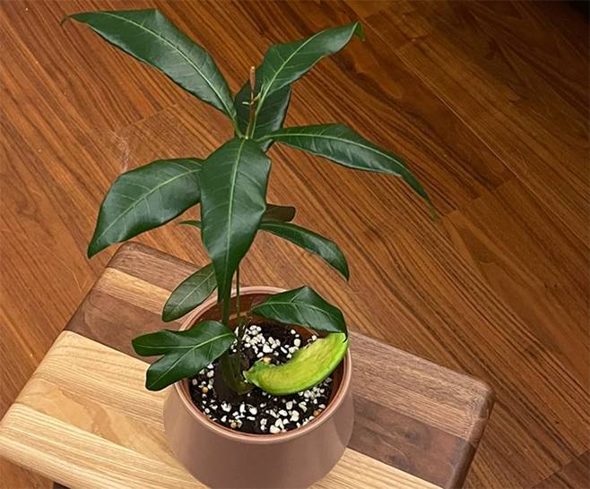 Cách trồng cây cảnh thủy canh bằng hạt sầu riêng, xoài, táo...-6