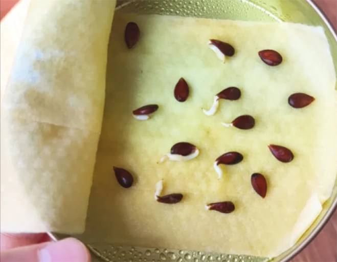 Cách trồng cây cảnh thủy canh bằng hạt sầu riêng, xoài, táo...-7