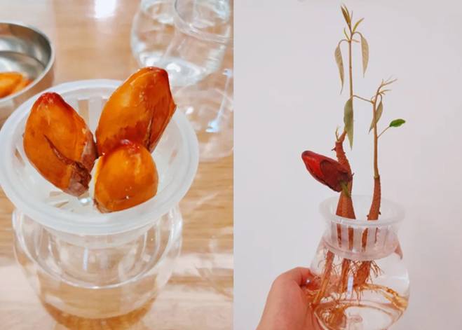 Cách trồng cây cảnh thủy canh bằng hạt sầu riêng, xoài, táo...-12