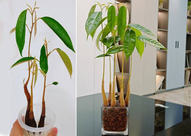 Cách trồng cây cảnh thủy canh bằng hạt sầu riêng, xoài, táo...-13