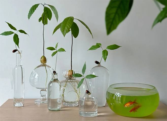 Cách trồng cây cảnh thủy canh bằng hạt sầu riêng, xoài, táo...-15