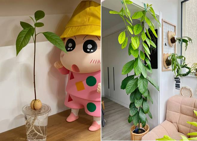 Cách trồng cây cảnh thủy canh bằng hạt sầu riêng, xoài, táo...-16