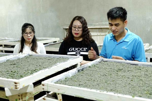 Phát tài nhờ hái cỏ hoang” mọc đầy rừng-4