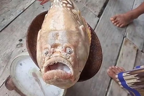 Đi đánh cá, người đàn ông suýt ném lưới vì bắt được thứ đáng sợ