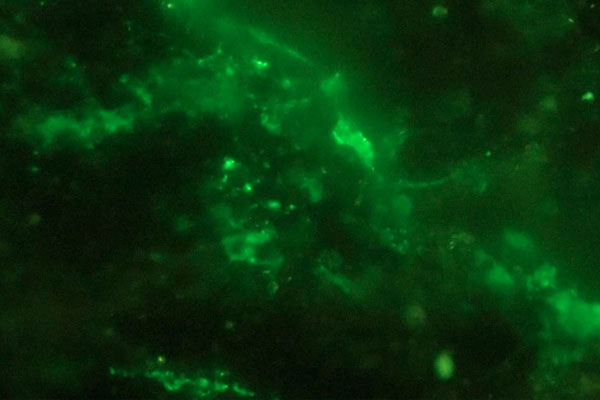 Kỳ lạ hành tinh giống… quả trứng bắc thảo trôi giữa trời-2