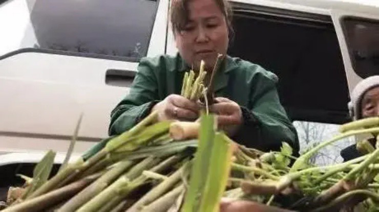 Phát tài nhờ hái cỏ hoang” mọc đầy rừng-2