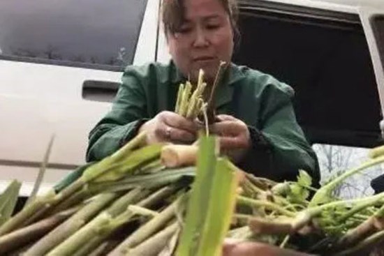 Phát tài nhờ hái “cỏ hoang” mọc đầy rừng