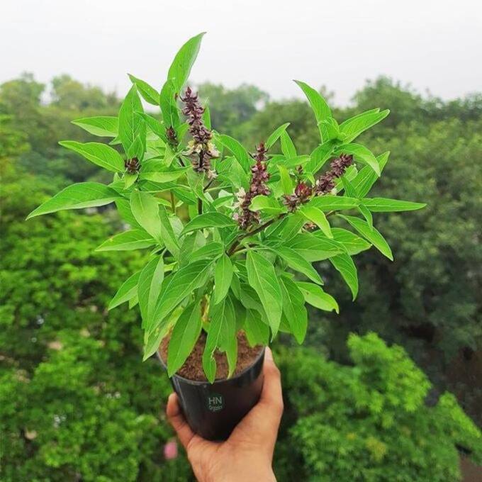 Trồng loại cây gia vị này giúp xua đuổi tà khí, cải thiện nhan sắc, chống táo bón, trị cảm sốt-2