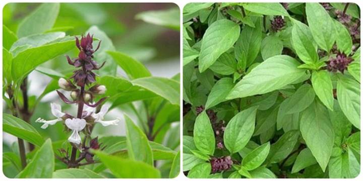 Trồng loại cây gia vị này giúp xua đuổi tà khí, cải thiện nhan sắc, chống táo bón, trị cảm sốt-3