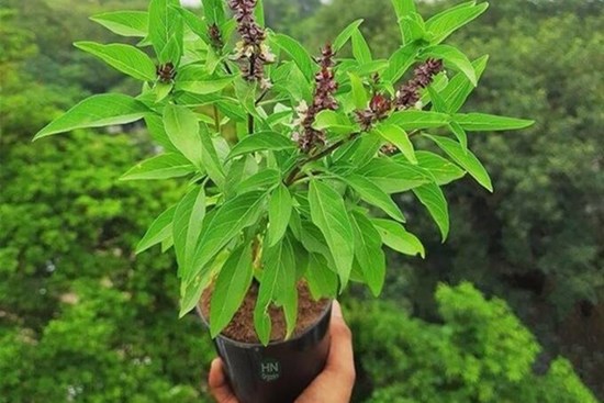 Trồng loại cây gia vị này giúp xua đuổi tà khí, cải thiện nhan sắc, chống táo bón, trị cảm sốt