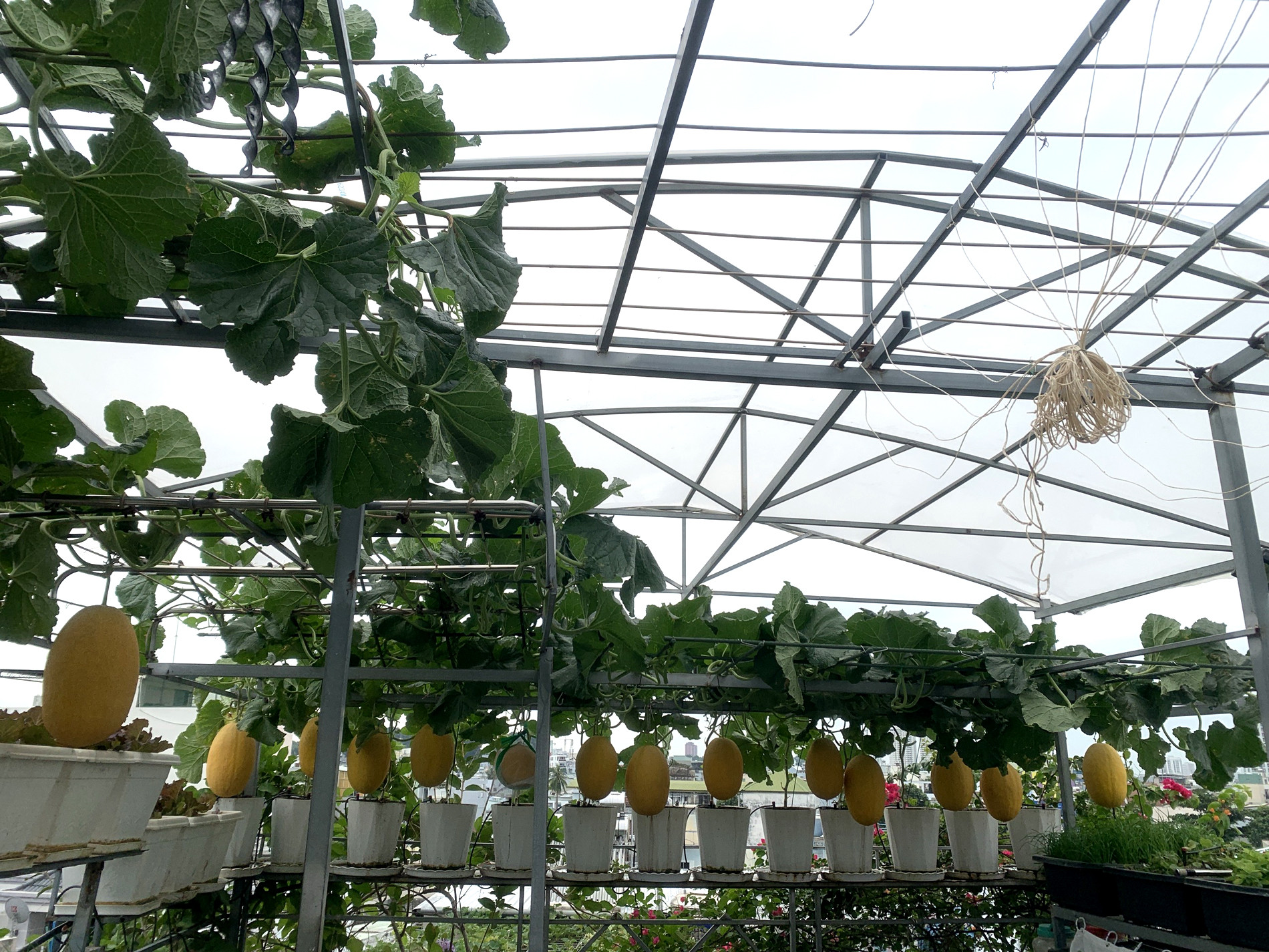 Mẹ đảm TPHCM cho dưa ‘khoác áo, nằm võng’, các con giảm hẳn xem tivi, điện thoại-1