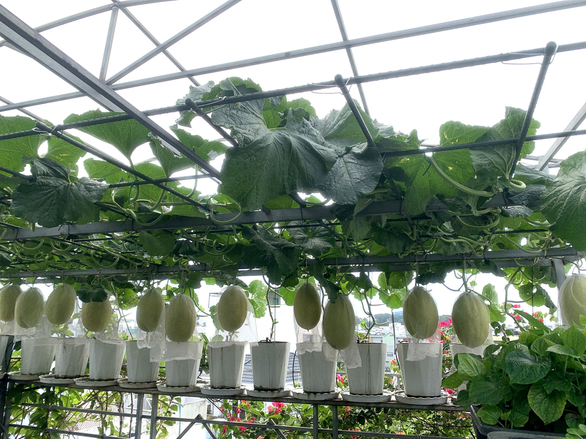 Mẹ đảm TPHCM cho dưa ‘khoác áo, nằm võng’, các con giảm hẳn xem tivi, điện thoại-2