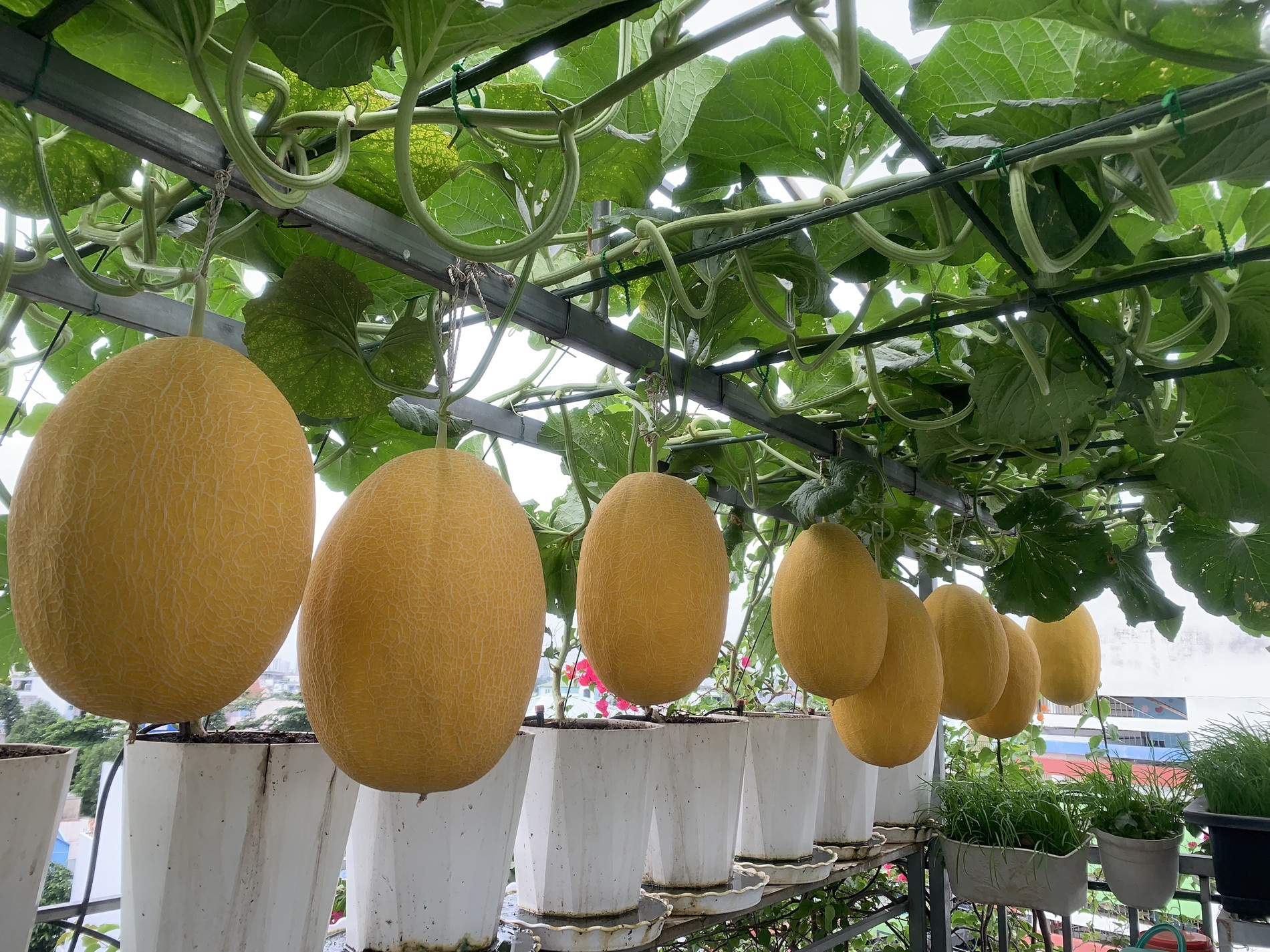 Mẹ đảm TPHCM cho dưa ‘khoác áo, nằm võng’, các con giảm hẳn xem tivi, điện thoại-3