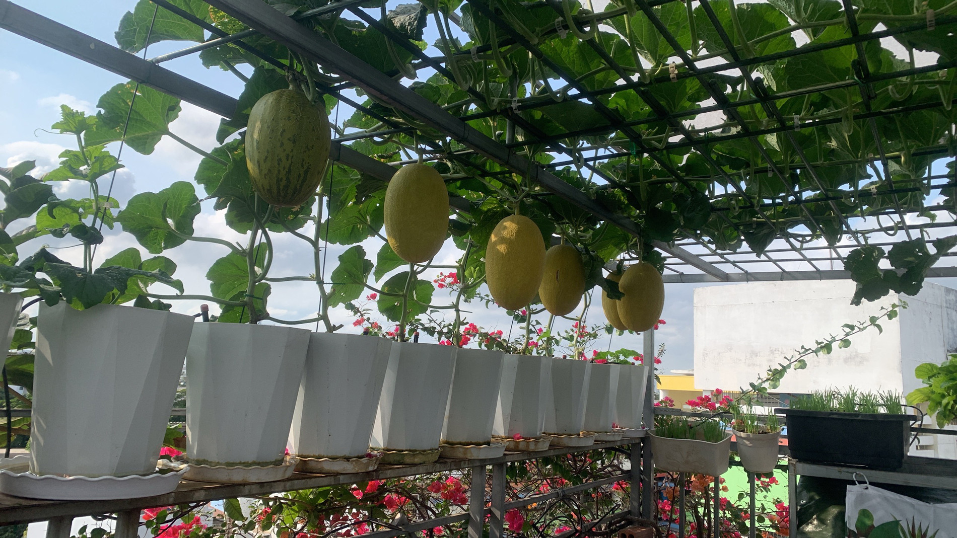 Mẹ đảm TPHCM cho dưa ‘khoác áo, nằm võng’, các con giảm hẳn xem tivi, điện thoại-5