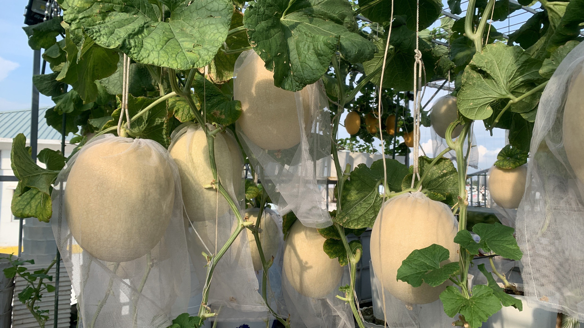 Mẹ đảm TPHCM cho dưa ‘khoác áo, nằm võng’, các con giảm hẳn xem tivi, điện thoại-6