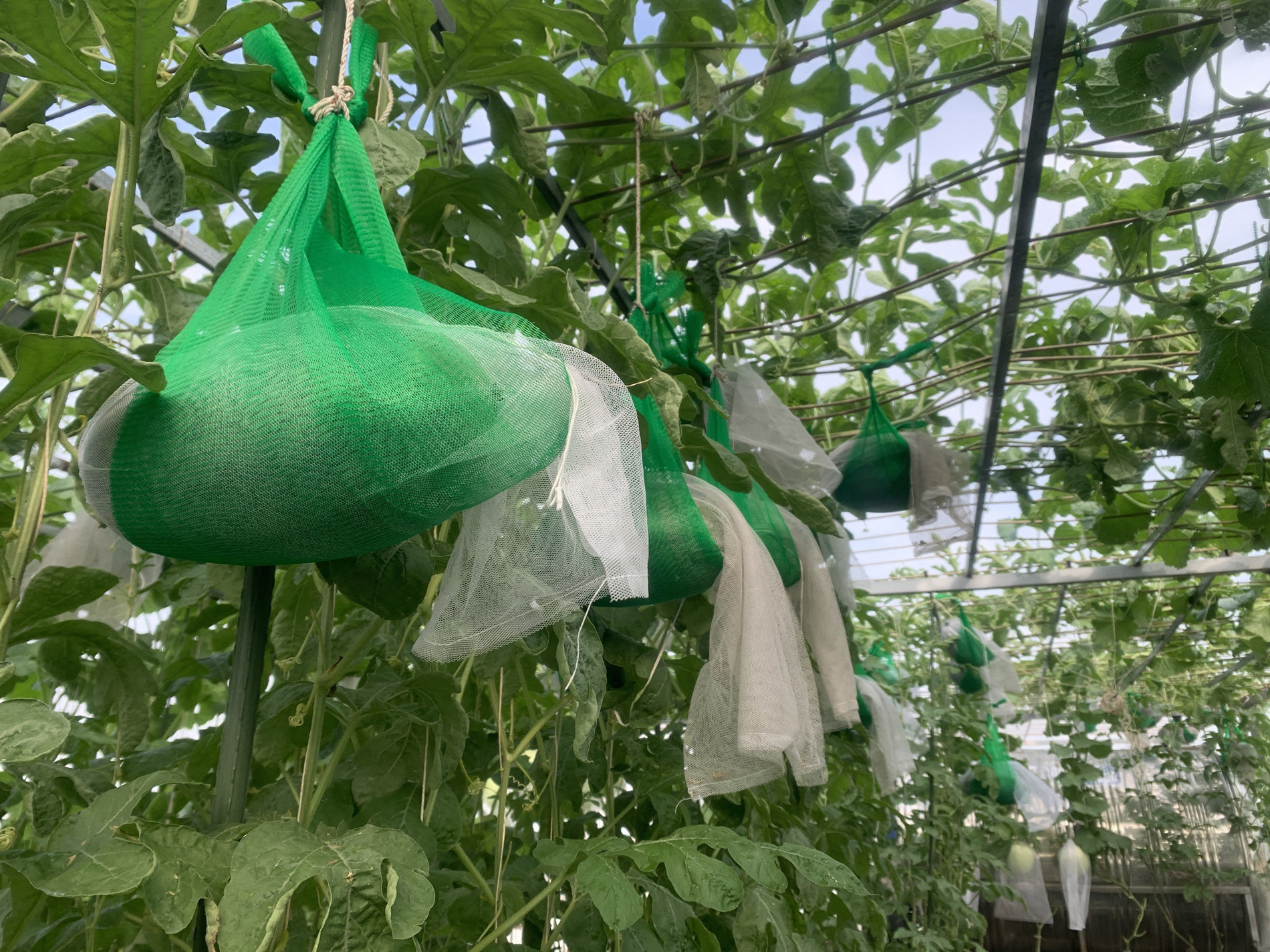 Mẹ đảm TPHCM cho dưa ‘khoác áo, nằm võng’, các con giảm hẳn xem tivi, điện thoại-7