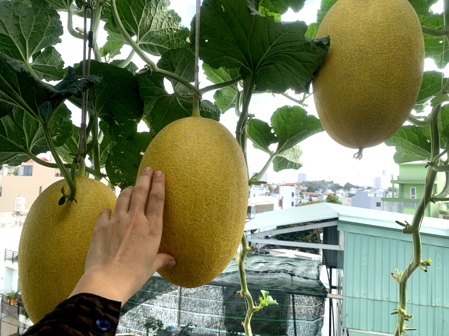 Mẹ đảm TPHCM cho dưa ‘khoác áo, nằm võng’, các con giảm hẳn xem tivi, điện thoại-8