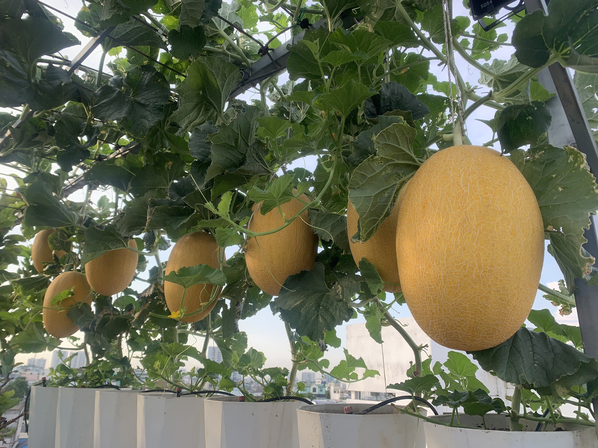 Mẹ đảm TPHCM cho dưa ‘khoác áo, nằm võng’, các con giảm hẳn xem tivi, điện thoại-10