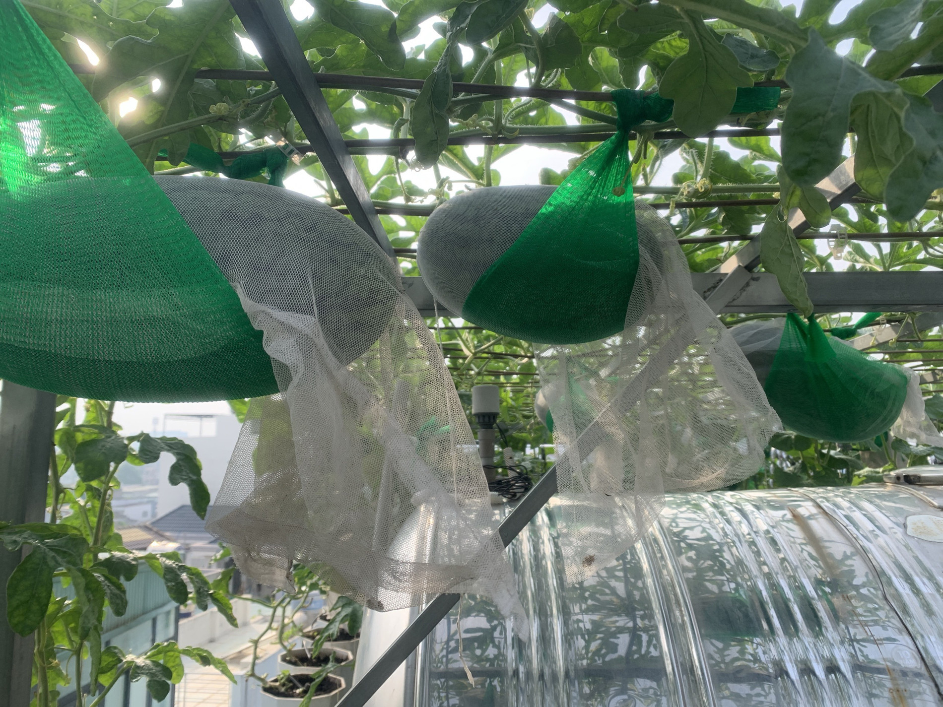 Mẹ đảm TPHCM cho dưa ‘khoác áo, nằm võng’, các con giảm hẳn xem tivi, điện thoại-11