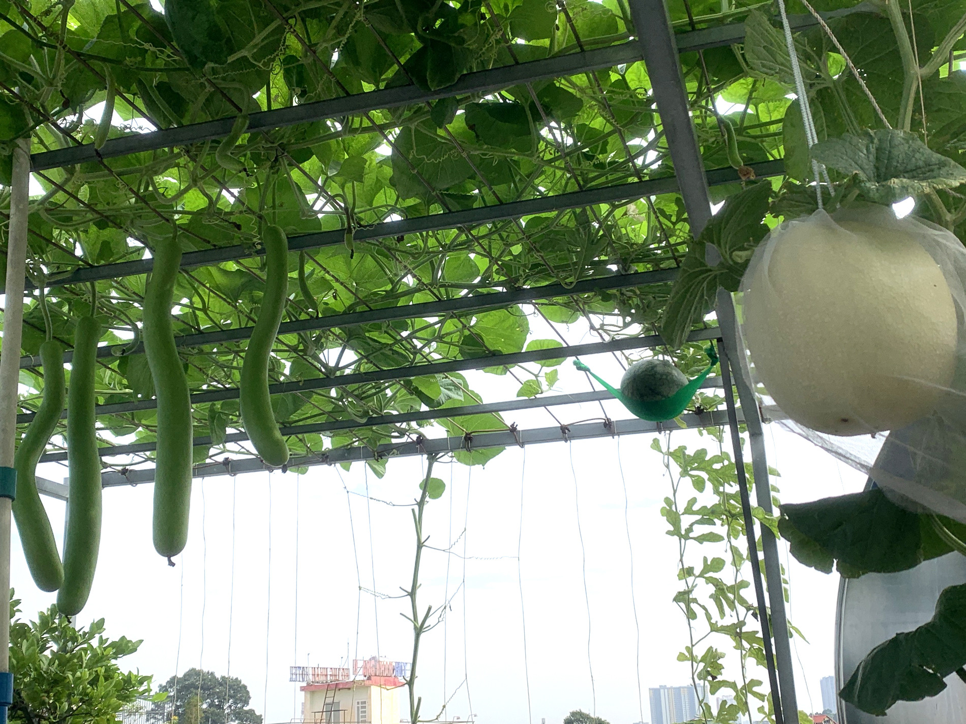 Mẹ đảm TPHCM cho dưa ‘khoác áo, nằm võng’, các con giảm hẳn xem tivi, điện thoại-12