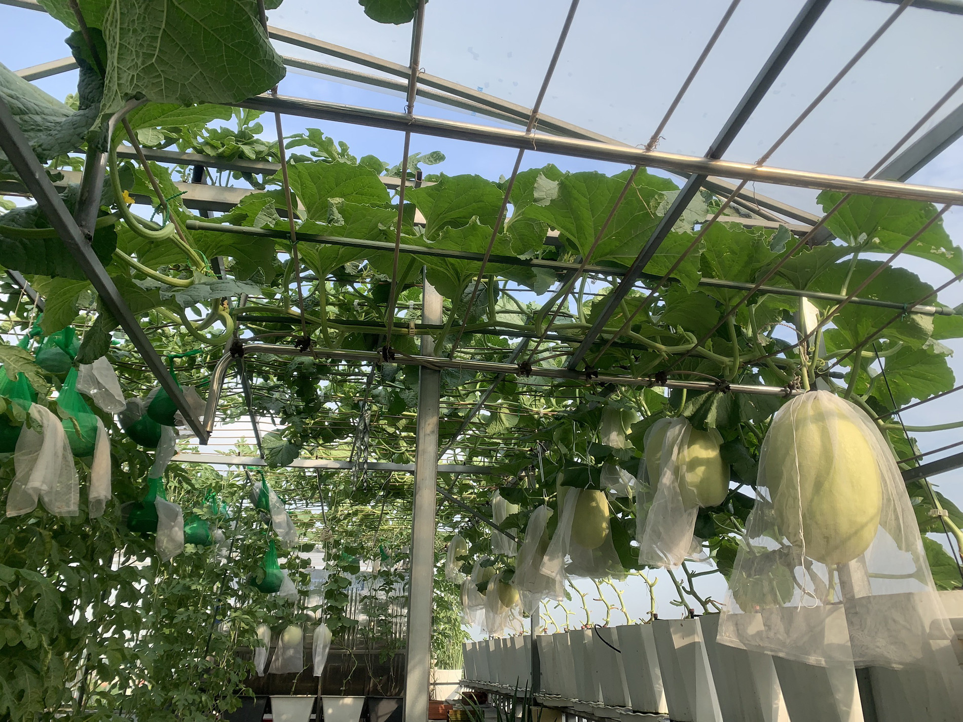 Mẹ đảm TPHCM cho dưa ‘khoác áo, nằm võng’, các con giảm hẳn xem tivi, điện thoại-13