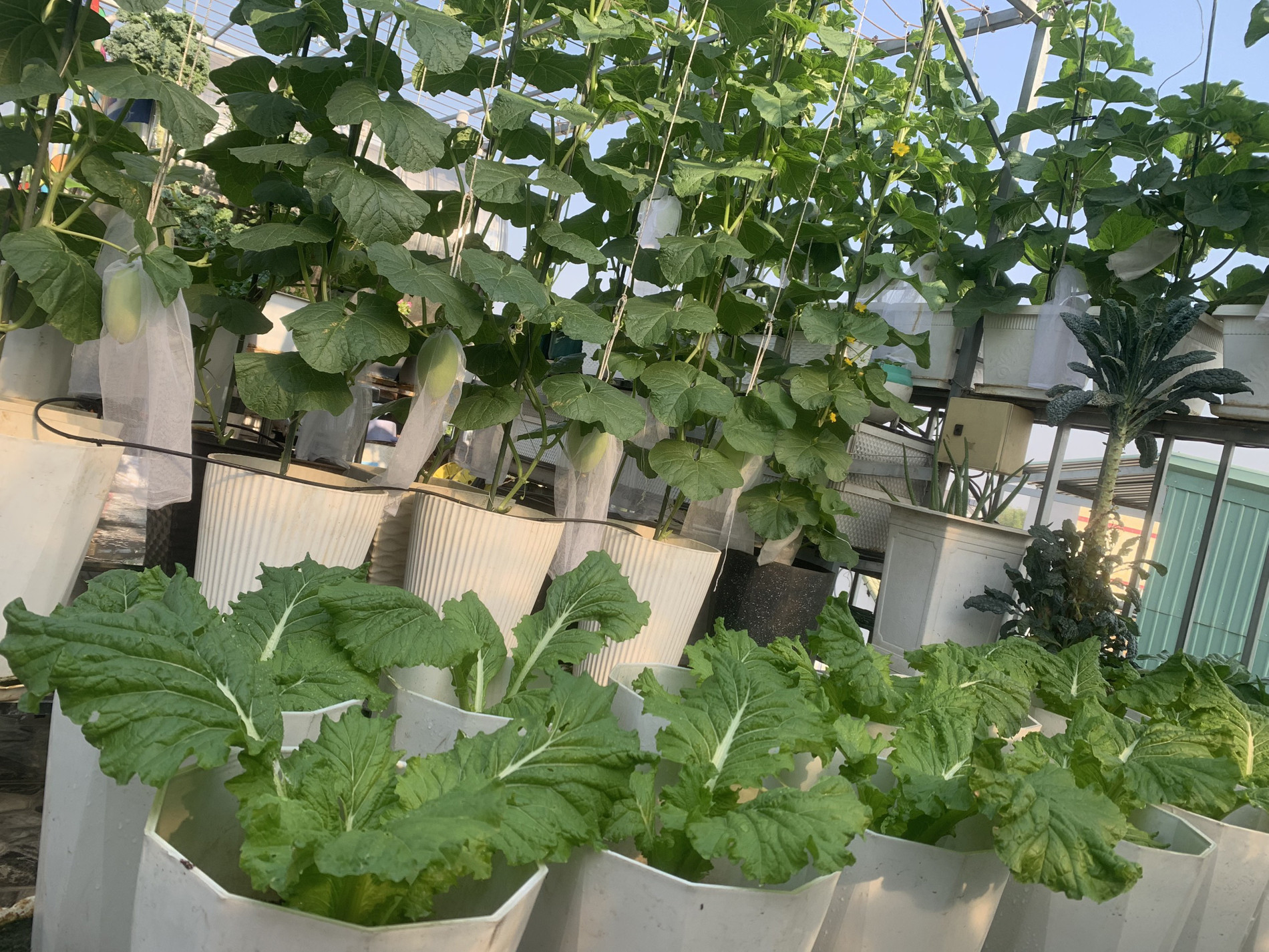 Mẹ đảm TPHCM cho dưa ‘khoác áo, nằm võng’, các con giảm hẳn xem tivi, điện thoại-14