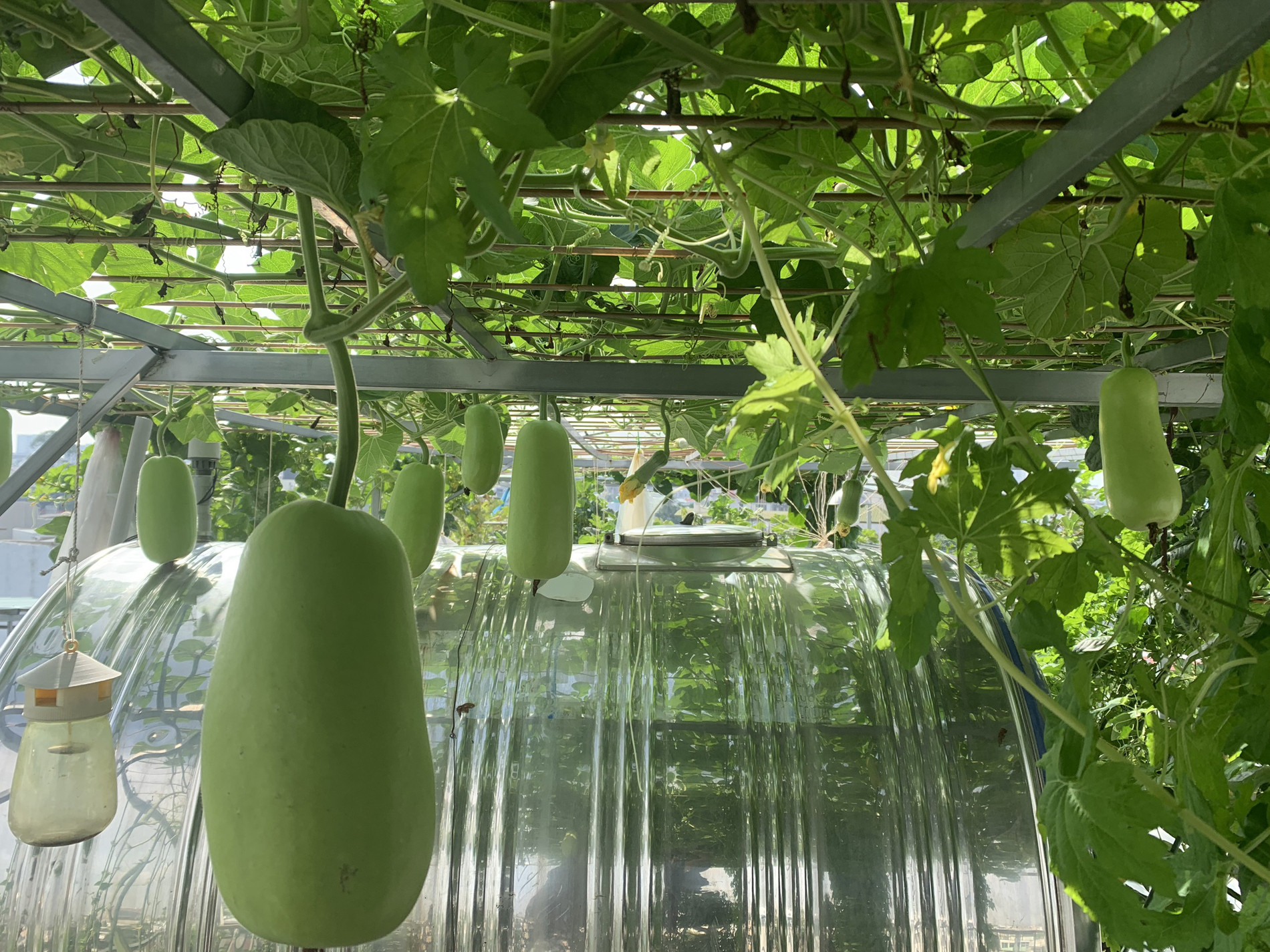 Mẹ đảm TPHCM cho dưa ‘khoác áo, nằm võng’, các con giảm hẳn xem tivi, điện thoại-15