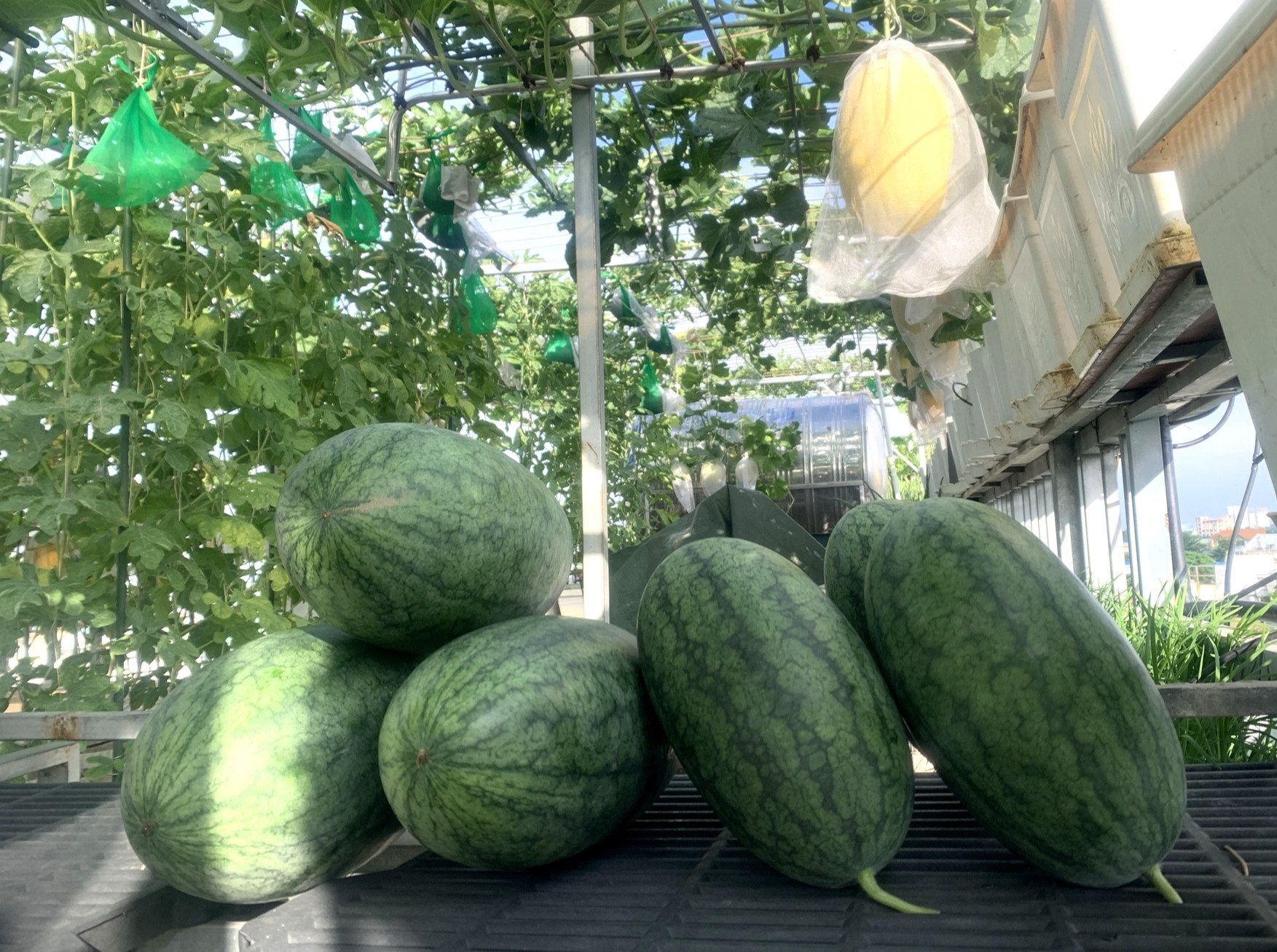 Mẹ đảm TPHCM cho dưa ‘khoác áo, nằm võng’, các con giảm hẳn xem tivi, điện thoại-16