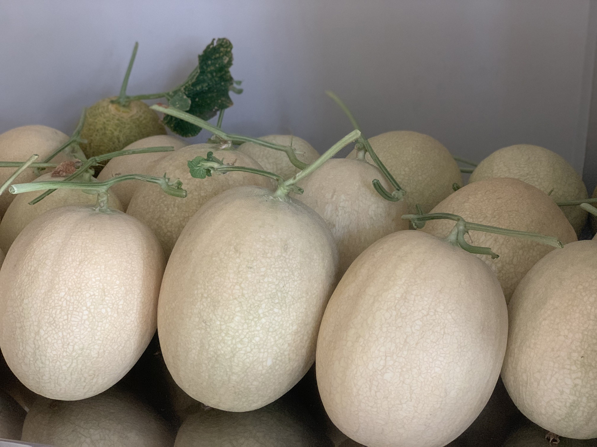 Mẹ đảm TPHCM cho dưa ‘khoác áo, nằm võng’, các con giảm hẳn xem tivi, điện thoại-17