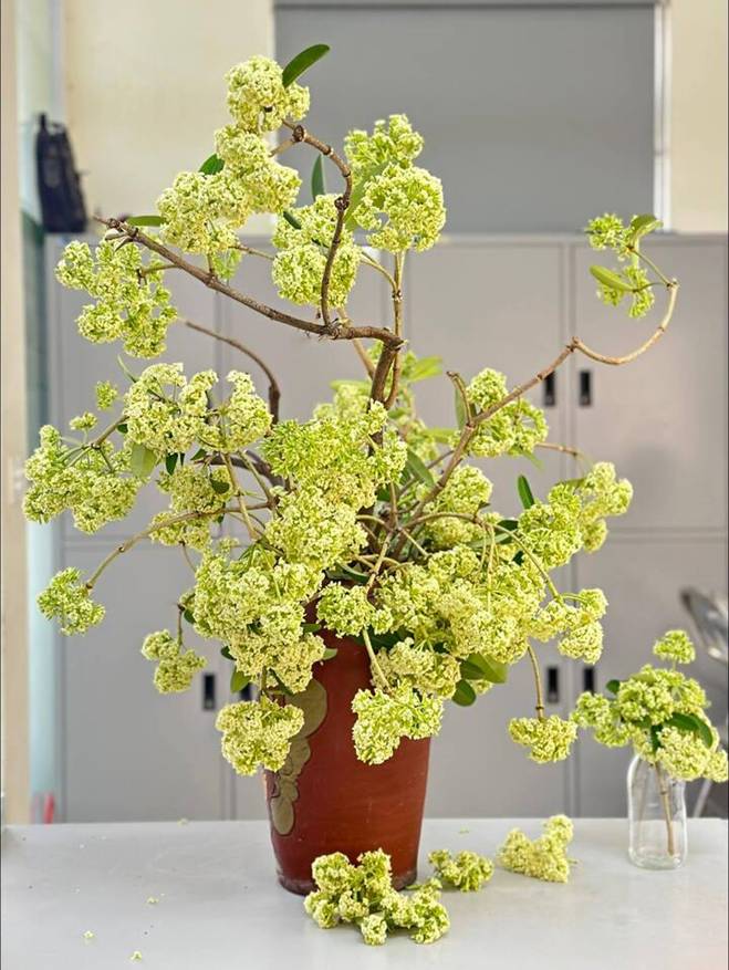 Thử cắm hoa sữa ở văn phòng, cô gái Hà Nội khiến đồng nghiệp sang chấn tâm lý-3