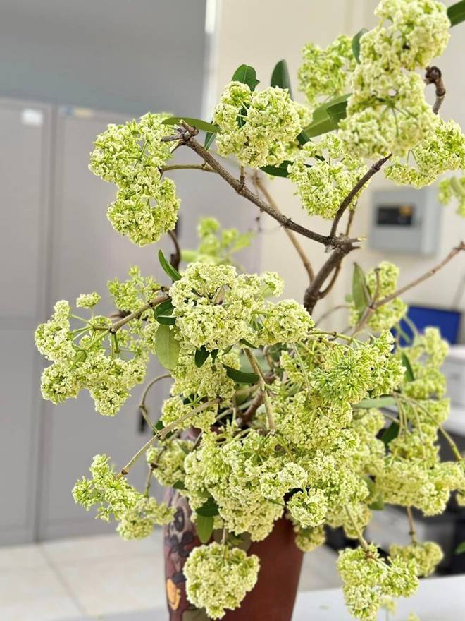 Thử cắm hoa sữa ở văn phòng, cô gái Hà Nội khiến đồng nghiệp sang chấn tâm lý-4
