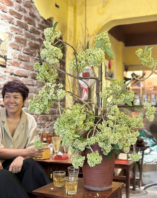 Thử cắm hoa sữa ở văn phòng, cô gái Hà Nội khiến đồng nghiệp sang chấn tâm lý-6