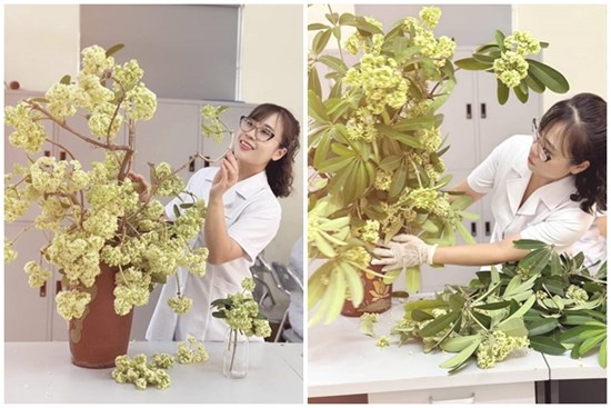 Thử cắm hoa sữa ở văn phòng, cô gái Hà Nội khiến đồng nghiệp 'sang chấn tâm lý'