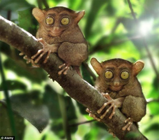 Loài vật quý hiếm bậc nhất hành tinh có từ 45 triệu năm trước bất ngờ tái xuất-2