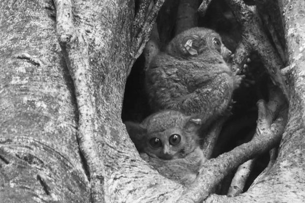 Loài vật quý hiếm bậc nhất hành tinh hồi sinh sau hơn 100 năm tuyệt chủng-5