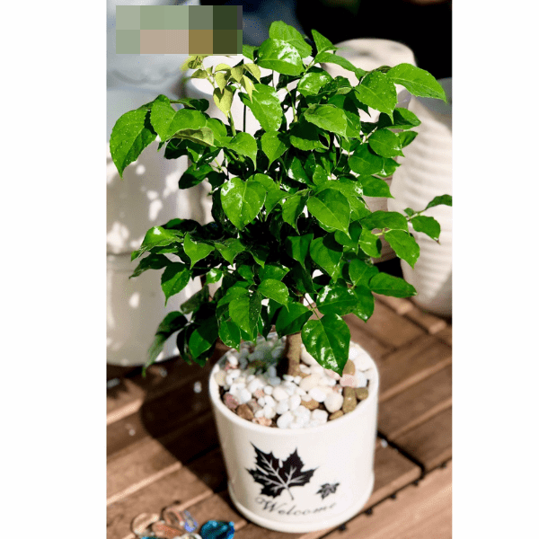 Trồng cây này trong nhà, ngoài làm đẹp không gian còn gia tăng sự sung túc, vận khí tốt cho gia chủ-1
