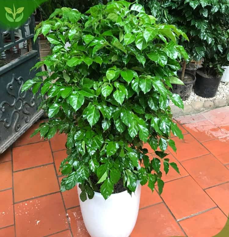 Trồng cây này trong nhà, ngoài làm đẹp không gian còn gia tăng sự sung túc, vận khí tốt cho gia chủ-2