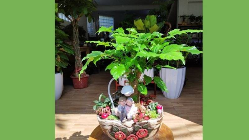 Trồng cây này trong nhà, ngoài làm đẹp không gian còn gia tăng sự sung túc, vận khí tốt cho gia chủ-3