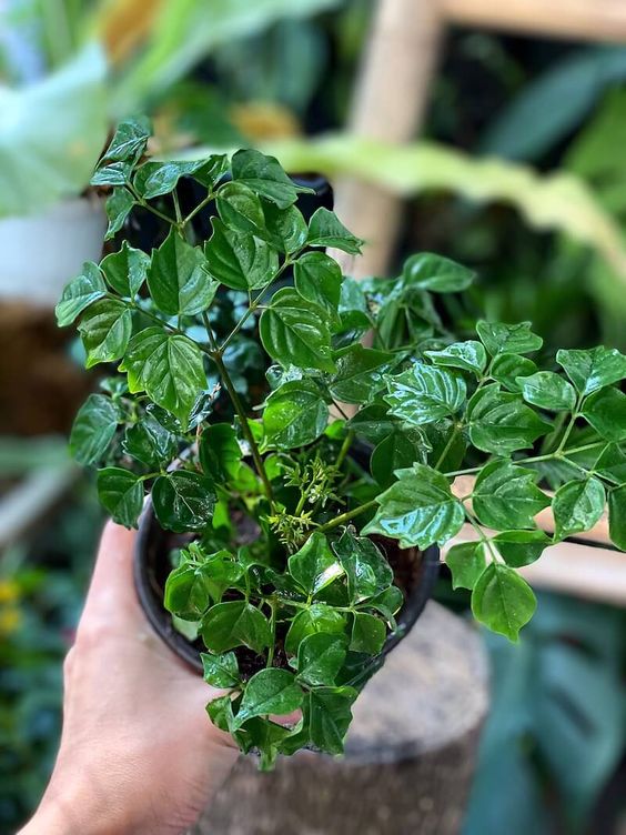 Trồng cây này trong nhà, ngoài làm đẹp không gian còn gia tăng sự sung túc, vận khí tốt cho gia chủ-4