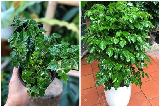 Trồng cây này trong nhà, ngoài làm đẹp không gian còn gia tăng sự sung túc, vận khí tốt cho gia chủ