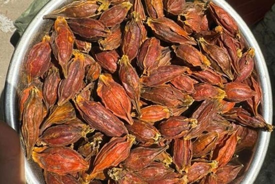 Quả mọc dại giá đến 300.000 đồng/kg, dân buôn bán vài tạ/tháng